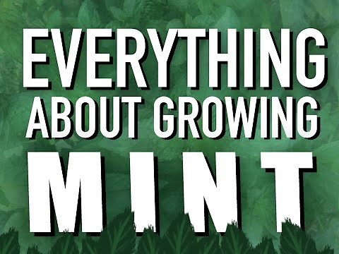 MINT - COMPLETE VIDEO OF EVERYTHING YOU NEED TO KNOW - Thyme2Grow!