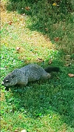 Groundhog ... song by Doc Watson #banjo