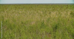 Raised Bogs Swamp. Nature Background. Raised Bogs, Also Called Ombrotrophic Bogs. Raised Bogs With Birch Trees Natural Landscape. Foot Path Through Bog. Walk Travel Concept.