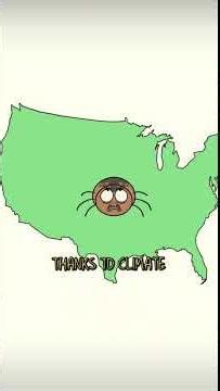 VAMPIRE SPIDER🕷️