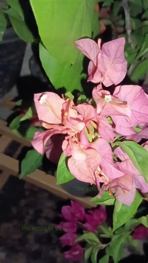 ഈ Boubougainvillea ഏതാണെന്നു Guess ചെയ്യാമോ!