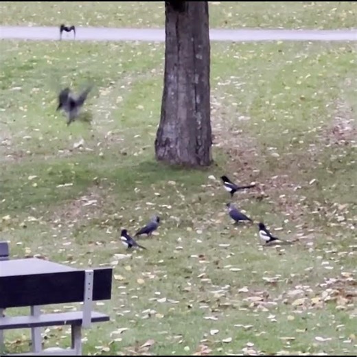 Flocks of birds,Magpies,Hooded crow