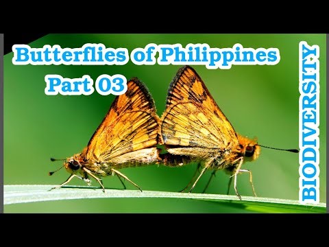 🦋 5 Philippine Butterflies Flying Off in Extreme Slow Motion | Cebu Philippines | Part 03