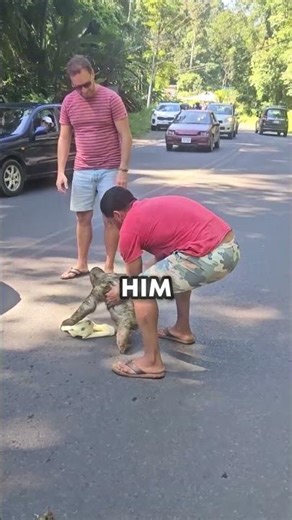 How A Group Of Strangers Saved A Sloth's Life