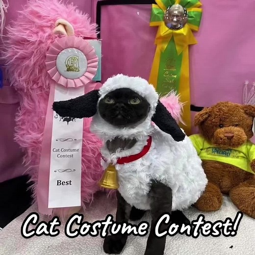 Adorable Cat Costume Contest! See the Cutest Felines in Their Best Sheep Outfits
