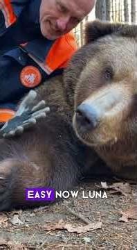Saving Luna: The Bear That Never Forgot #bear #rescue #wildlife #heartwarming #love