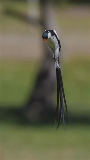 Terre Sauvage on Instagram: "Parfois, même la plus belle des chorégraphies ne suffit pas. Ce mâle veuve dominicaine (Vidua macroura) exécute une parade aérienne spectaculaire pour attirer une femelle… Sans succès. En période de reproduction, ses longues plumes caudales, bien plus longues que son corps, deviennent un outil de séduction déployé lors de vols stationnaires et de mouvements répétés. Originaire d’Afrique subsaharienne, la veuve dominicaine a été introduite en Californie, probablement