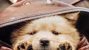 Hachiko - Eine Freundschaft für die Ewigkeit! - Apple TV