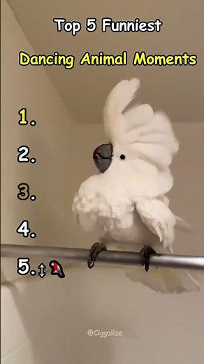 Top 5 Funniest Dancing Animal Moments🕺