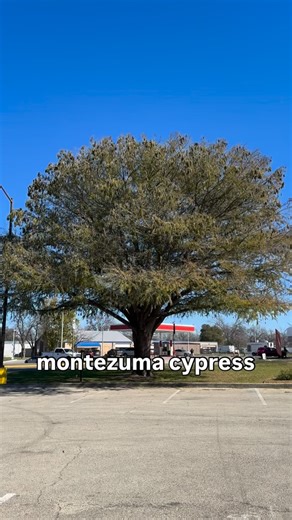 @chingosoftrees on Instagram: "found a huge planted montezuma cypress in seguin, texas today! evergreen to semi-evergreen instead of fully deciduous like the baldcypresses along our hill country rivers, less cold-tolerant, and built wide and spreading with a decurrent, oak-like form rather than the upright conifer shape of its baldcypress cousin, with soft drooping foliage and no knees or aerial roots, making it a striking landscape tree in the right climate. its relatives include mexico’s famou