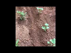 How to fertilize your garden #fertilize #garden #10-10-10 #101010 # rows #homestead #land