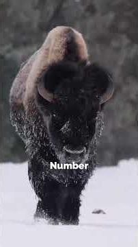 8 Fascinating Facts About American Bison and Why American Bison Are So Powerful