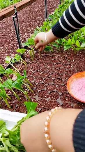 Easy Hydrangea Cuttings Technique #farmingtech