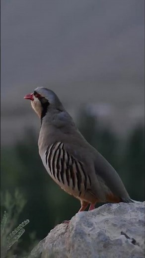 Expert Reveals SECRET Habitat of Partridge Chakor on Mountain Stone