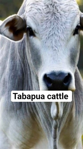 Tabapuã Cattle: The Brazilian Breed Changing Beef Production #Tabapuã#TabapuaCattle#Tabapua🐄 Cattle