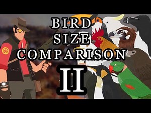 Bird size comparison 2