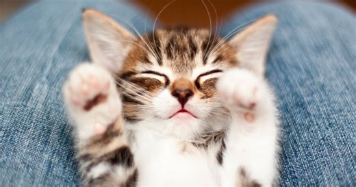 Les étapes douces pour éduquer un chaton sans stress