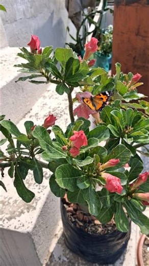 Adenium #youtubeshorts #terracegardenindia #desertrose #plants #floweringplant