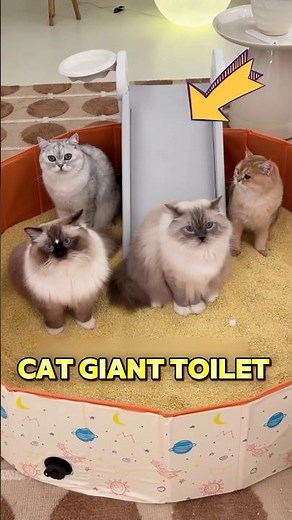 Cats don't know how to use litter box