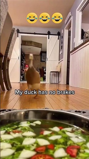😂 Duck Runs Out of Brakes and Wipes Out Hard! Funniest Animal Fail 🦆💥