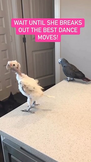 Famous cockatoo dances her way into everyone’s heart ❤️ #dancing #cuteanimals #fame | Lucky Lou and Coco Too
