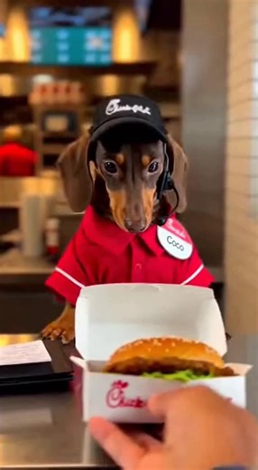 Dachshund's Hilarious Customer Service Judgment