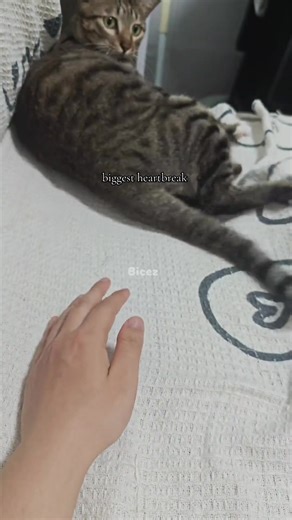 💔#foryoupage | heartbreaking