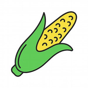 Corn vector color icon. Maize
