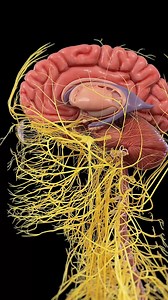 284K views · 940 reactions |  The Human Nervous System: Your Body’s...