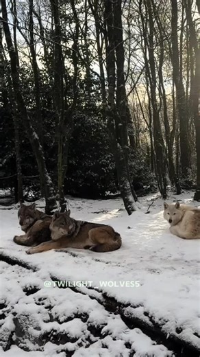 I Am Headed Home Let Them know. My Hometown Buncrana 💚💛 #Europegreywolf #wildlifeireland #celticrainforest #wildireland #CoDonegal