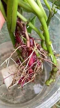育苗したサツマイモの植え付け。つるぼけと害虫対策で赤じそも混植しました。#家庭菜園 #サツマイモ栽培 #紫蘇 #コンパニオンプランツ