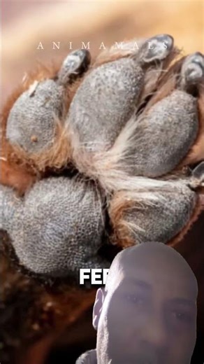 This is why dogs kick their feet after POTTING on the lawn! #dogs #education #platinumpawsandmorellc