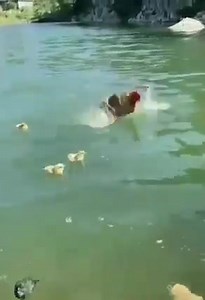 13K views · 279 reactions | The chick  & chicken  swimming  珞藍 | Beauty of Nature | Facebook