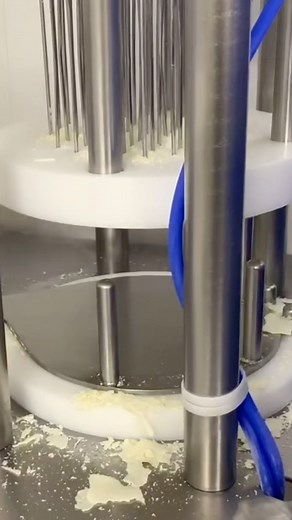 1.9M views · 461 reactions | The MOST important step in the blue cheese making process - punching every wheel with stainless steel needles to introduce oxygen. This allows the penicillium roqueforti (the good stuff) to create the veins of blue mold we all love so much. Sound up ⬆️⬆️ to hear the satisfying sounds of the punching machine. #originalblue #saypointreyescheese | Point Reyes Farmstead Cheese | Facebook