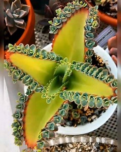 67K views · 2.8K reactions | Kalanchoe succulents | Cactus Garden | Facebook