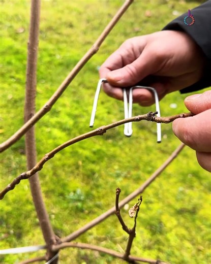 Shaping tree branches made easy with this tool