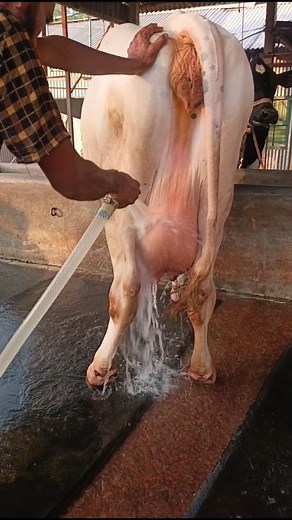Cleaning the Cow’s Udder — The First Step to Pure Milk!
