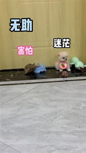 Little Teacup Doggy Zooming, Energetic Tiny Pup 🐶⚡ #TeacupDog #SmallJoy