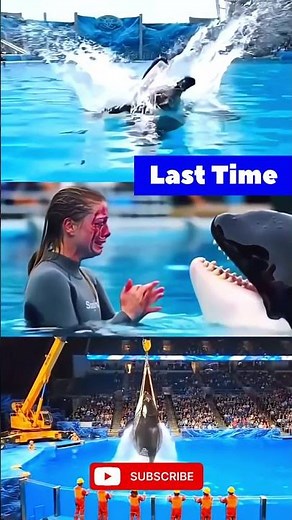 Jessica Dolphin Accident Radcliffe Orca Attack REAL or FAKE ? | Jessica Dolphin Viral Video 💔🥺