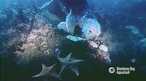 An abalone can be pretty hard to pry off a rock. Just ask a sea otter! But if there’s a handy stone nearby? Good luck abalone! | Monterey Bay Aquarium