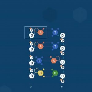 Nucleotide base pairing is the one of the keys to success to #DNA replication! Learn more about the how the structure and chemistry of nucleotides help every nucleotide pair with its complementary match in this LabXchange scrollable: http://ow.ly/vzkX50xWuNG | LabXchange