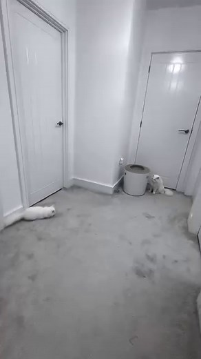 Donut and Pancake playing is so funny and sweet! 🐱🐱 If only either of them could hear their cute little noises 😂❤️ A Cat Called Pancake #catsoffacebook #cat #kitten #deafcat #catvideos #catlife #cutevideo #cute | A Cat Called Donut