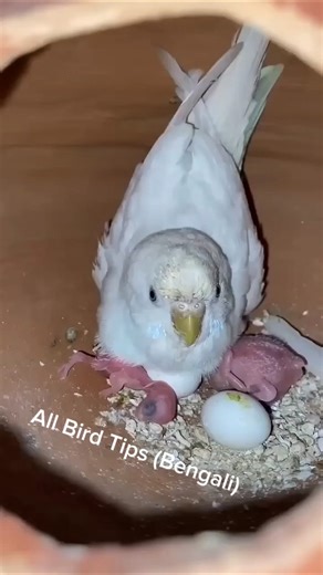 budgies hatched 2 cute baby #youtubeshorts​ #youtube​ #budgies​#budgies​ #shorts​ #viral​ #trending