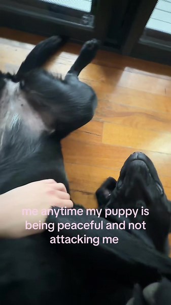 Black Labrador Puppy: Adorable & Peaceful Moments