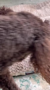 12K views · 331 reactions | My brownies Love each other no matter what size they are . Sir is a miniature poodle and Brown brown is a standard poodle who has held her rich brown color ❤️ | Poetry Poodles | Facebook