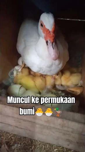 panen entok🥰🦆🐣#tips #duck #pets #shorts #usa