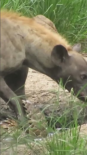 Welcome to African Safari Guide—Your Ultimate Wildlife Adventure Channel! 🦁🌍