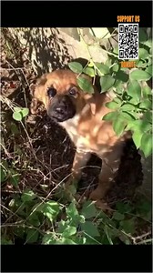 5.2K views · 228 reactions | Extremely scared puppies have to go through dangers when they are abandoned on the road. | Pets Life | Facebook