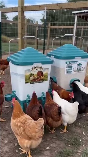2pc Chicken Feeder LTK 🔗in my Bio! #ltksalealert #chickenfeeder