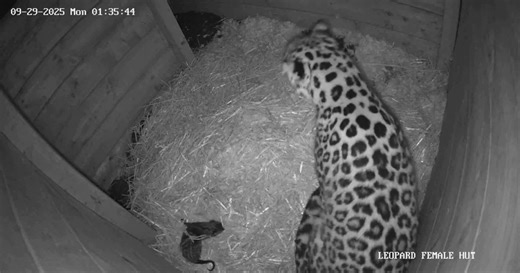 Rare leopard caught on camera giving birth